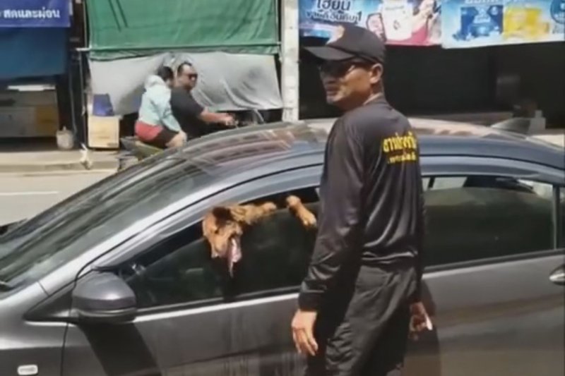 Две собаки спасены из знойного автомобиля на рынке в Корате