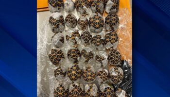 Женщина арестована в аэропорту Суварнабхуми после того, как привязала защищенных черепах к своему телу