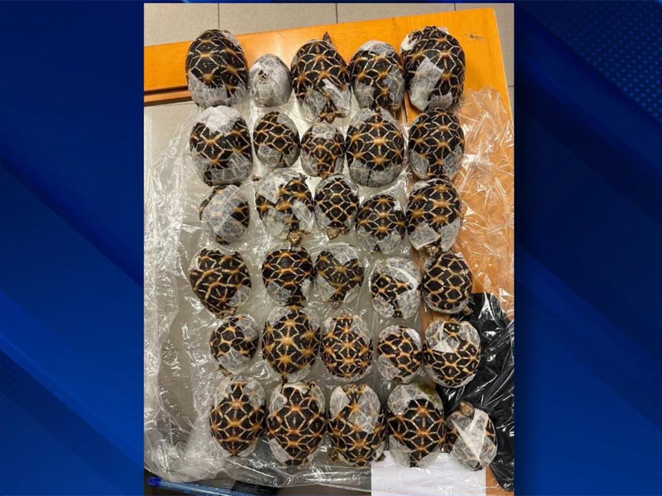 Женщина арестована в аэропорту Суварнабхуми после того, как привязала защищенных черепах к своему телу