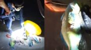 Китайские туристы сняли на видео защищённую рыбу-попугая и морскую звезду на Пхукете