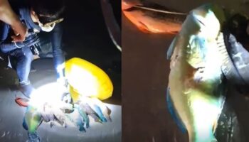 Китайские туристы сняли на видео защищённую рыбу-попугая и морскую звезду на Пхукете