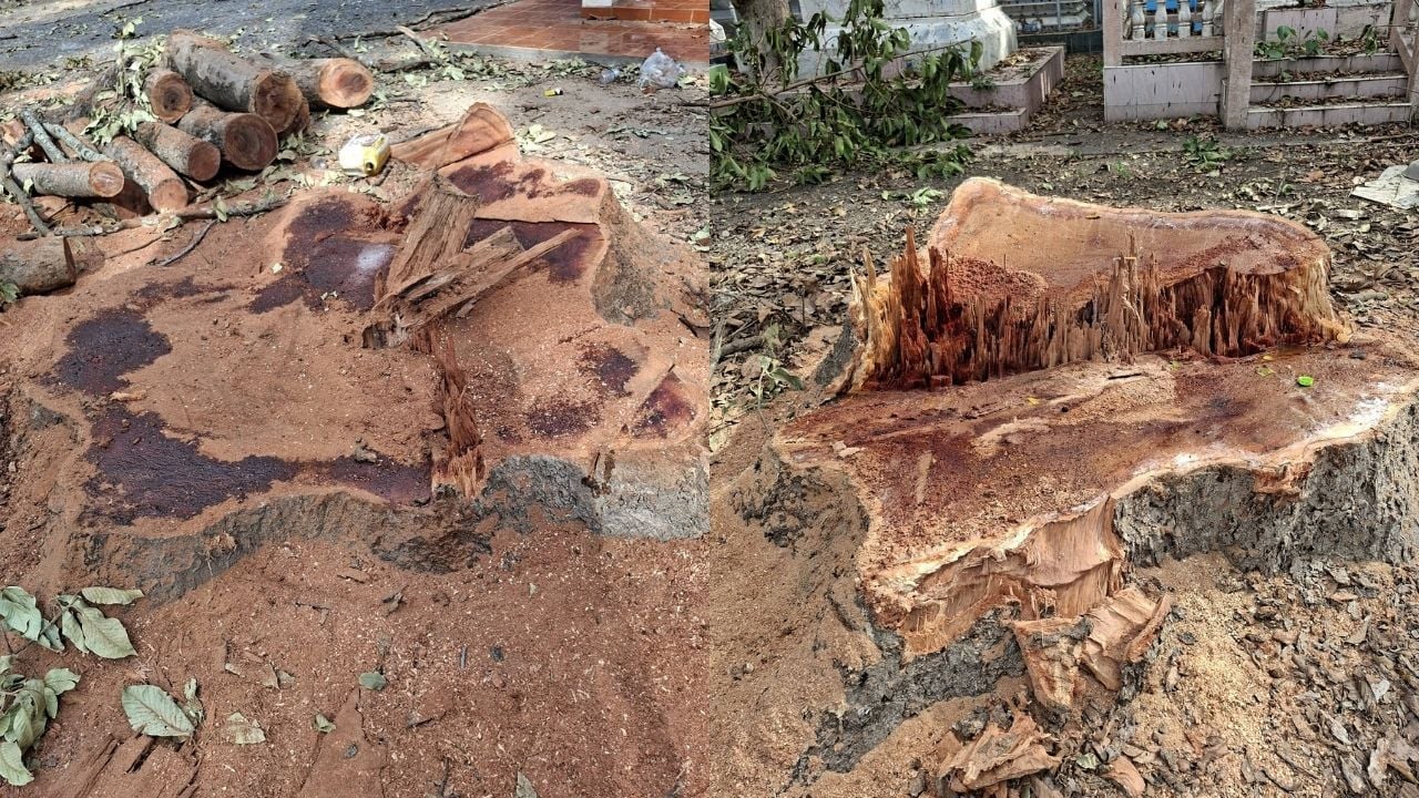 Местные жители Након Найока ставят под сомнение вырубку деревьев и гибель летучих мышей в храме