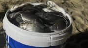 Местный рыбак находит инвазивного черноперого тигрового тиляпию у пляжа Паттайя