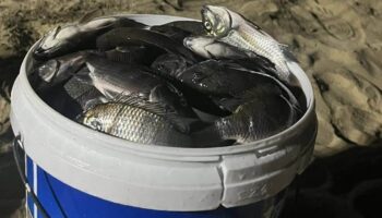 Местный рыбак находит инвазивного черноперого тигрового тиляпию у пляжа Паттайя
