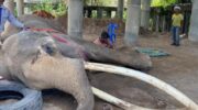 Сообщества скорбят по поводу смерти знаменитого слона «Плай Тонг Бай»