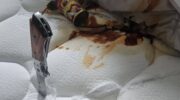 Хозяин Хуа Хина предупредил после вандализма недвижимости швейцарцем