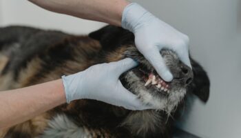 Након Ратчасима наблюдается рост случаев бешенства, призывает общественность быть бдительной