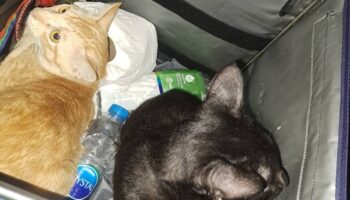 Райдер бросает работу по "выбросу" кошек, находит им дом вместо этого