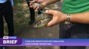 Тайланд и Малайзия ведут переговоры по разрешению запрета на импорт креветок