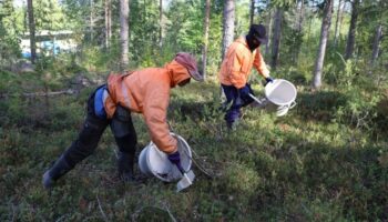 Финский бизнесмен осужден за торговлю тайскими сборщиками ягод