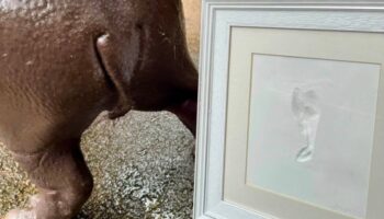 'Moo Deng Tail Print' коллекционные знаки второго дня рождения карликового гиппопотама