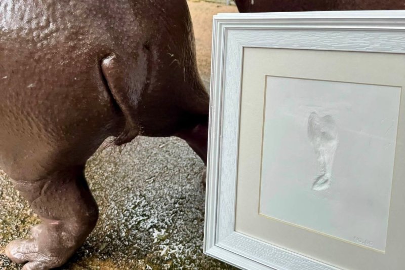 'Moo Deng Tail Print' коллекционные знаки второго дня рождения карликового гиппопотама