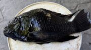 ‘Pitch-Black’ инвазивный черноперый тиляпия серьезно повреждает креветочные фермы