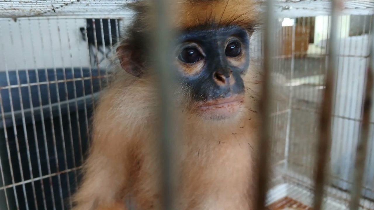 2 индейца арестованы, более 200 животных спасены во время операции по борьбе с контрабандой дикой природы в Бангкоке.