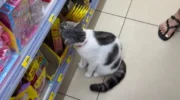 Иностранные туристы попадают в ловушку к кошке Краби, которая ищет угощения.
