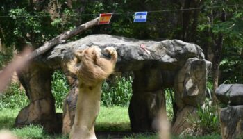 Лев из зоопарка Хон Каен выбирает Испанию для победы в финале Кубка мира