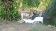 Лучший друг человека ждет рядом с ним до самого конца
