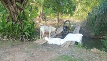 Лучший друг человека ждет рядом с ним до самого конца