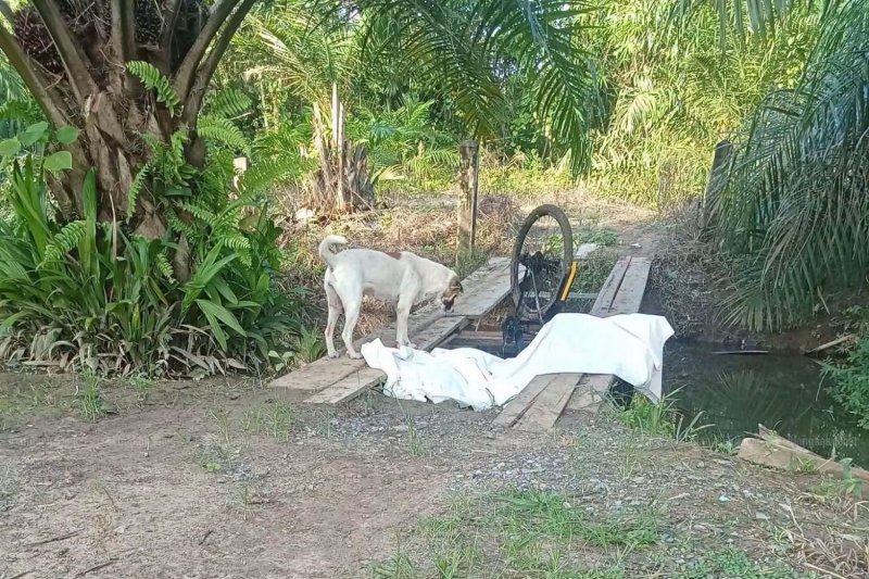 Лучший друг человека ждет рядом с ним до самого конца