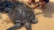 Спасенная запутанная морская черепаха из рыболовной сети