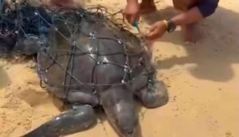 Спасенная запутанная морская черепаха из рыболовной сети
