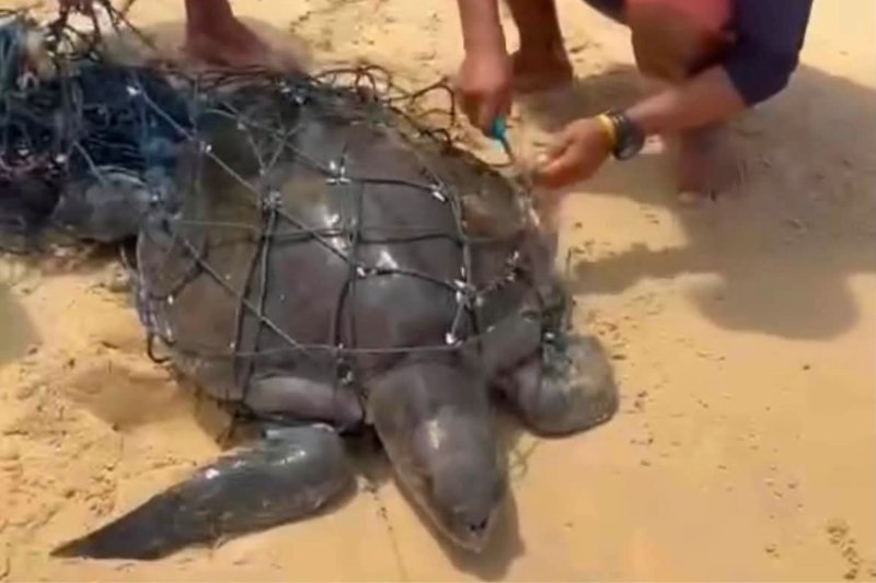 Спасенная запутанная морская черепаха из рыболовной сети