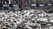Тесты ДНК обнаружили черноперую тилапию в банках