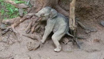Спасённый дикий слонёнок в критическом состоянии