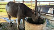 Увеличивается спрос на мясо буйволов из болота Талай Ной